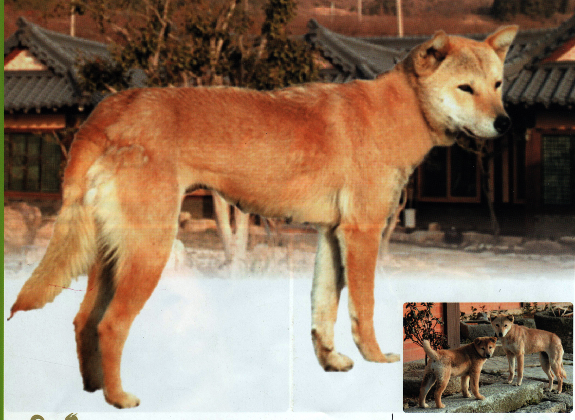 진도개를 찾습니다. 이미지