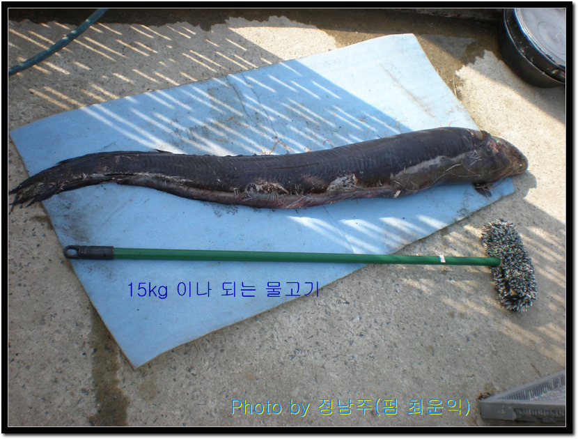 거대 물고기 이미지