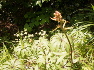 5월의 접도 웰빙꽃 1. 첨부#3