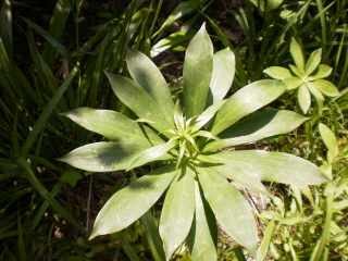 5월의 접도 웰빙꽃 1. 첨부#4