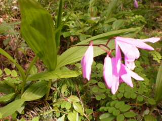 5월의 접도 웰빙꽃 1. 첨부#5