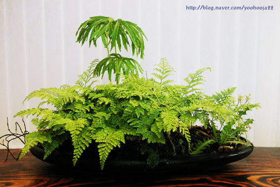 진도에서 자생하는 야생화 이미지