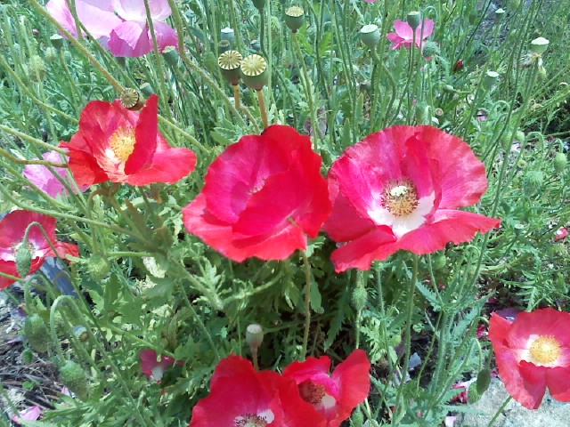 꽃 양귀비 이미지