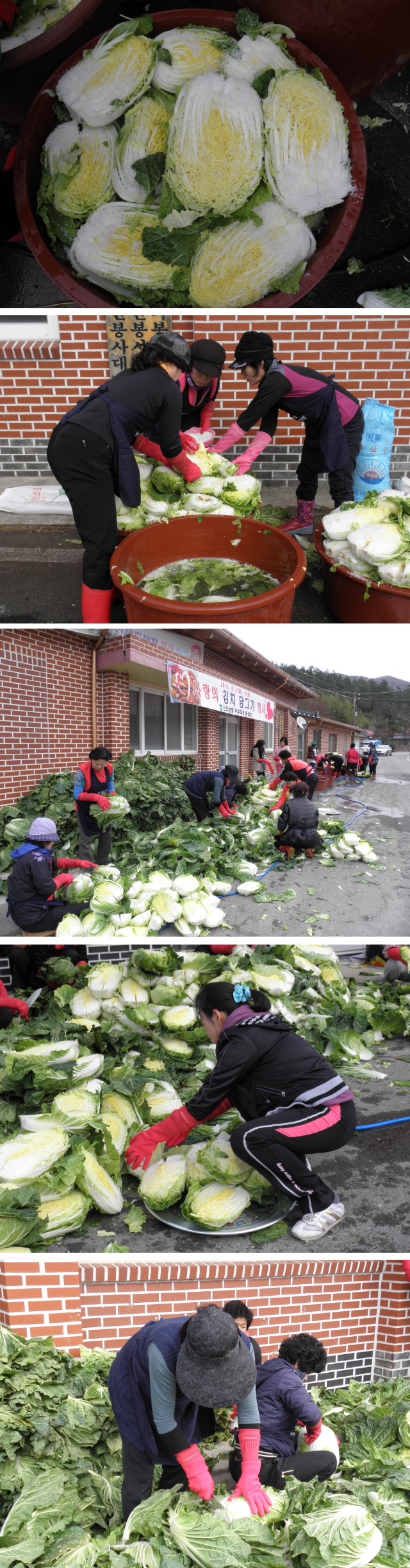 진도농협 주부대학 김치 담그던 날 이미지