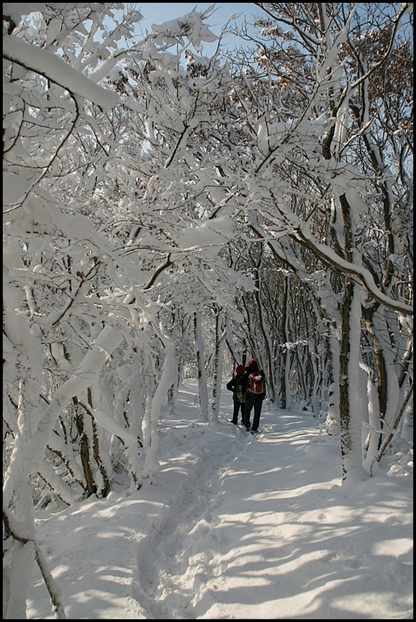 2011년 1월 1일 신년산행객이 제공한 웰빙등산로 설경. 이미지