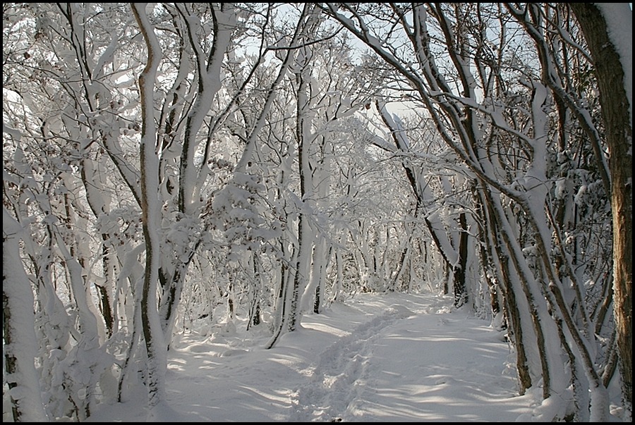 2011년 1월 1일 신년산행객이 제공한 웰빙등산로 설경. 첨부#3