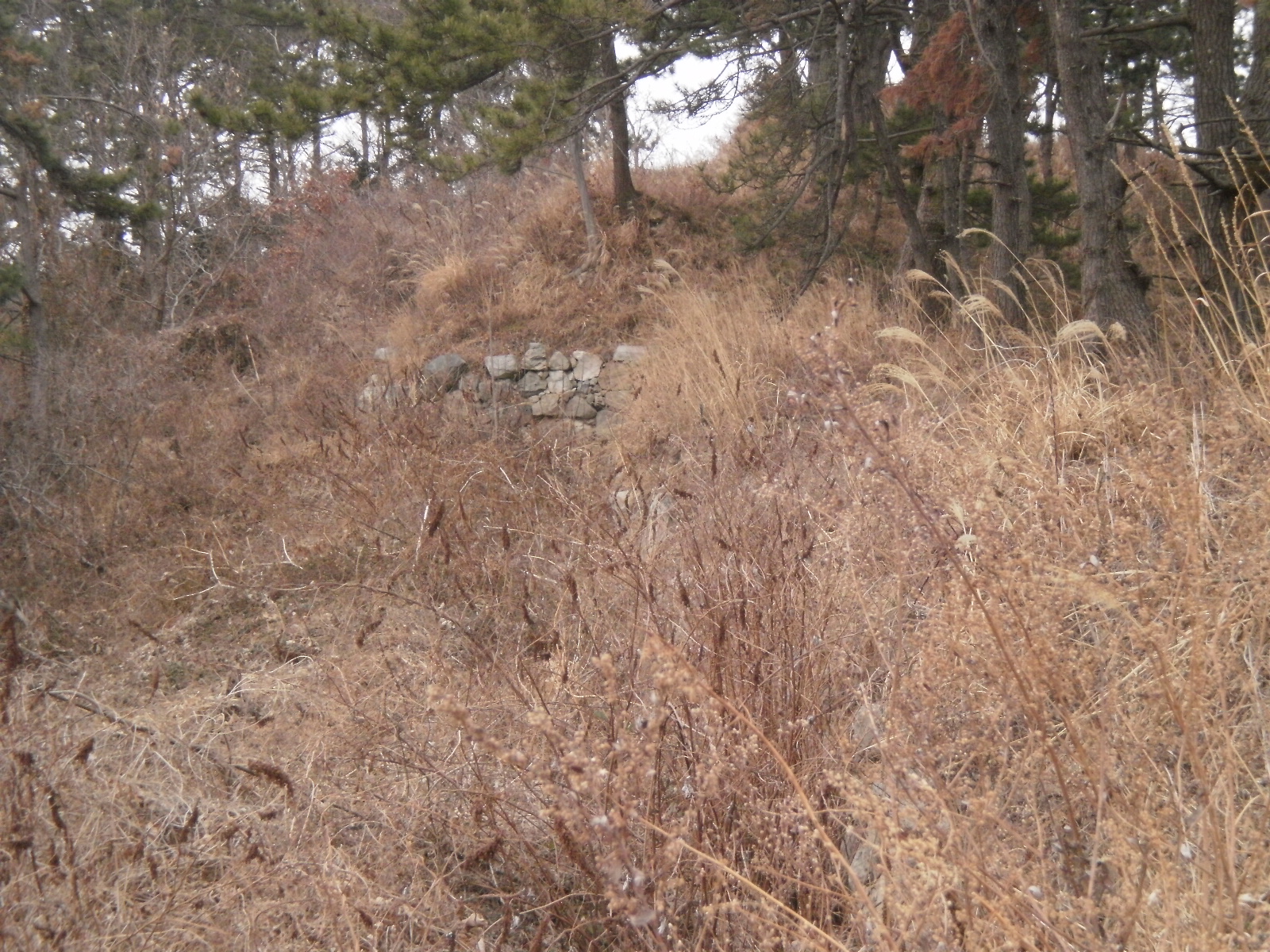 금갑진성 주변 숲가꾸기. 이미지