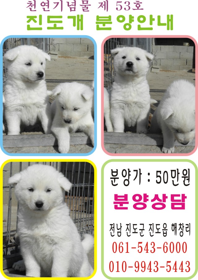 진도개분양 안내 이미지