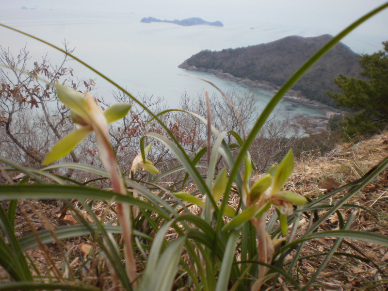 접도웰빙등산로의 보춘화 이미지