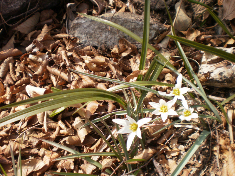 산자고(까치무릇) 이미지