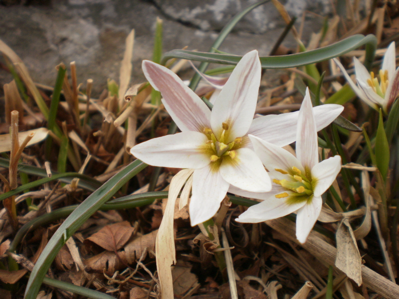 산자고(까치무릇) 첨부#4