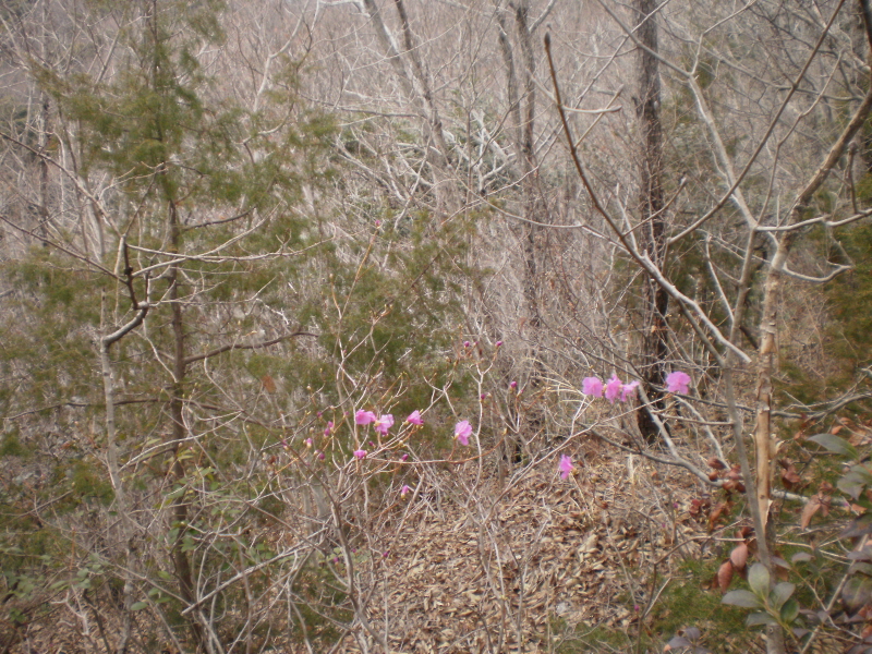 약이되는섬 웰빙접도에 열번째핀, 진달래. 이미지