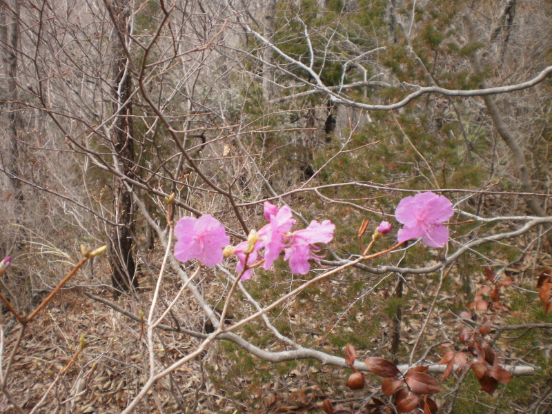 약이되는섬 웰빙접도에 열번째핀, 진달래. 첨부#2