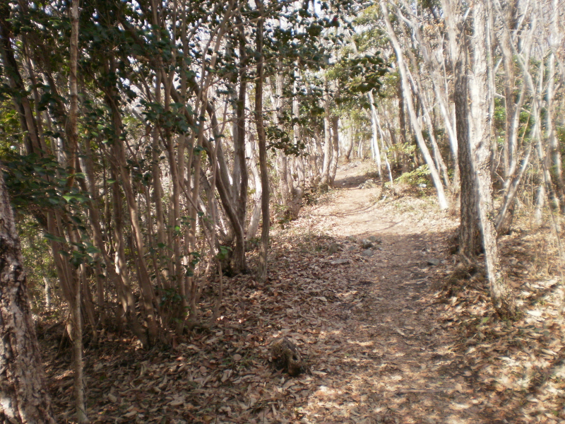 약이되는섬 진도접도웰빙길 첨부#3