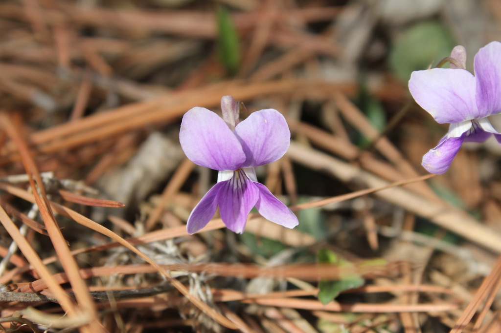 산월 등산로에서 이미지
