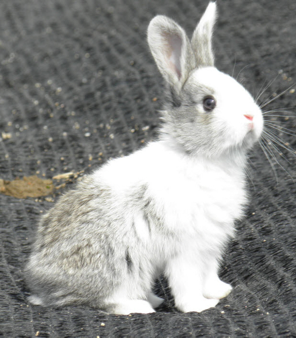 귀여운 토끼 이미지