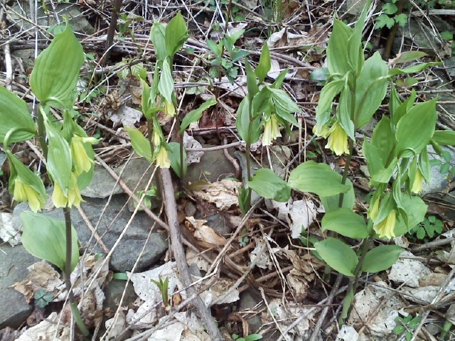 진도에서 자생하는 아름다운 야생화들.. 이미지
