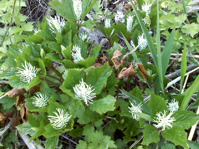 진도에서 자생하는 아름다운 야생화 이미지