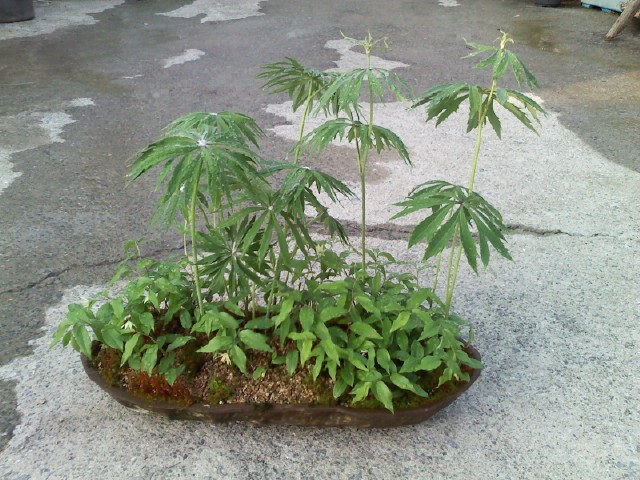 우산나물과 애기나리. 이미지