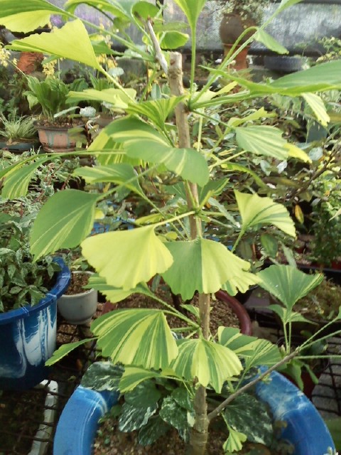 은행나무 무늬종. 이미지