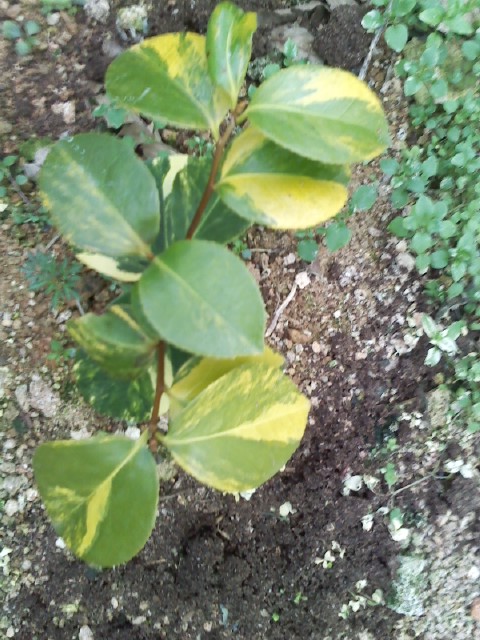 진도산 무늬동백 이미지