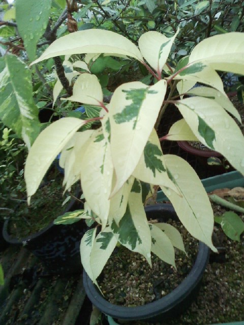 가시나무 무늬종 이미지