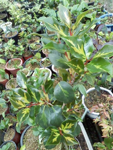 중투 무늬 동백 이미지