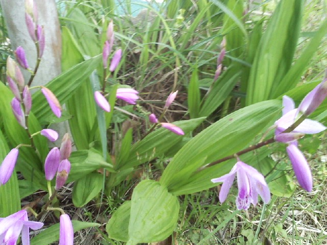 진도 자생 자란 이미지