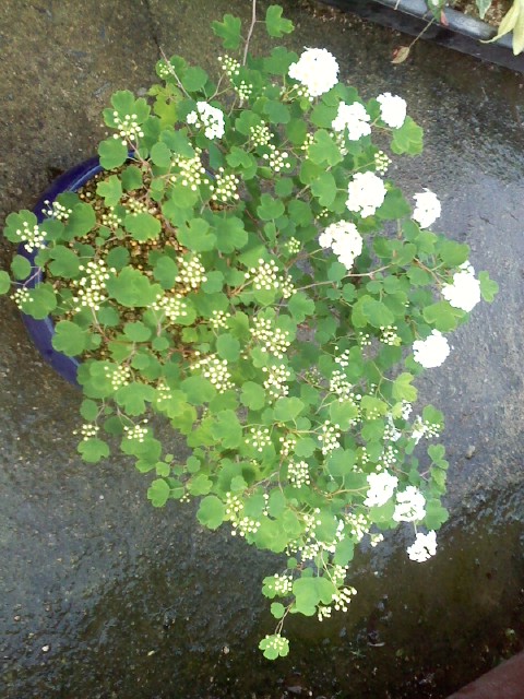 은행입 조밭나무 이미지