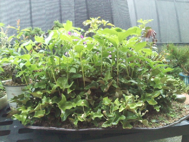 세뿔석위와 용둥굴레 이미지