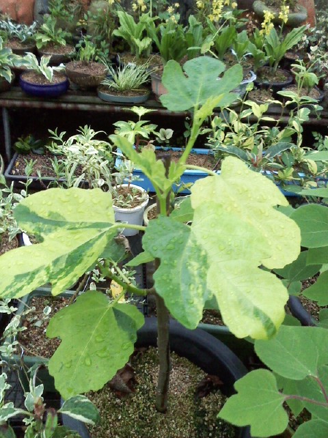 무화가 무늬종나무 이미지