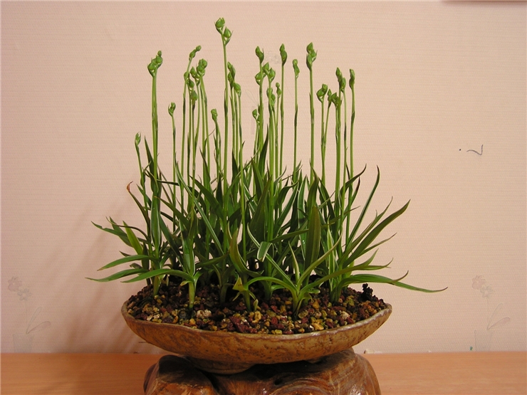 해오라비 꽃 이미지