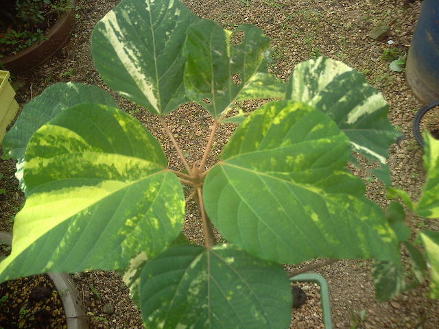 예덕나무 무늬종 이미지