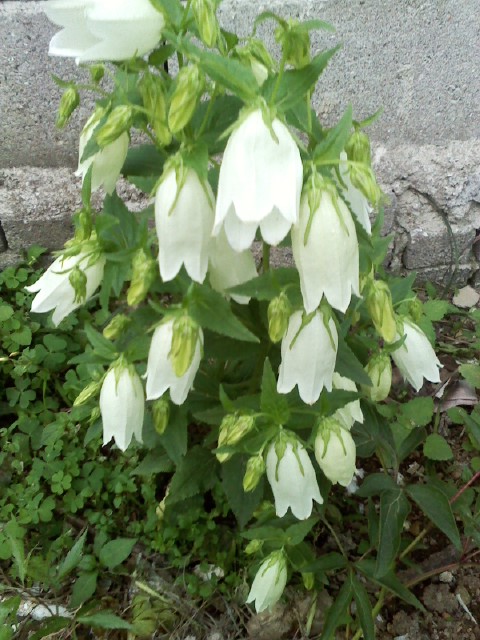 섬초롱, 이미지