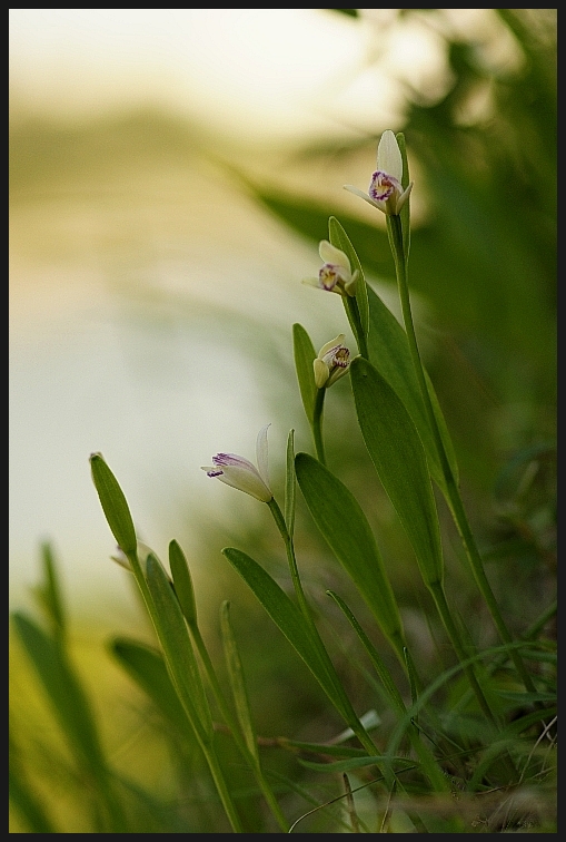 큰방울새난 이미지