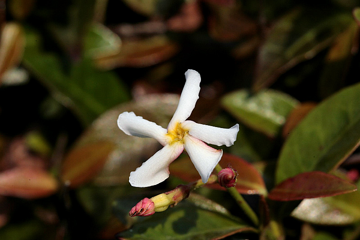 백화등(마삭줄) 이미지