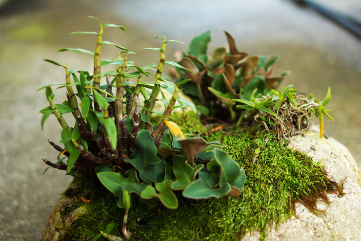 석곡과 세뿔석위. 이미지