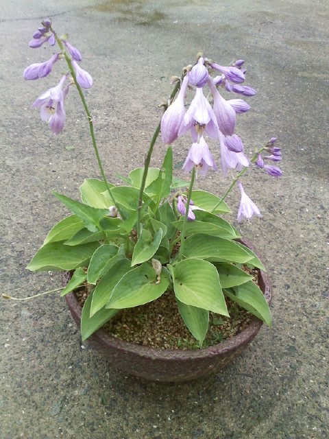 옥잠화. 이미지