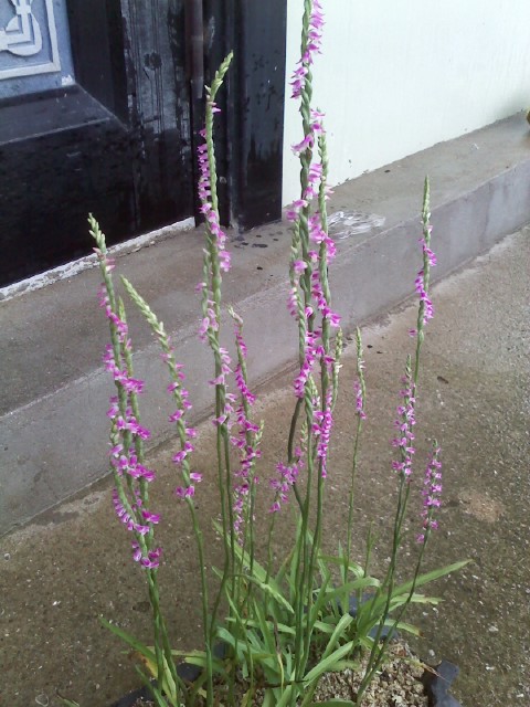 타래난초. 이미지