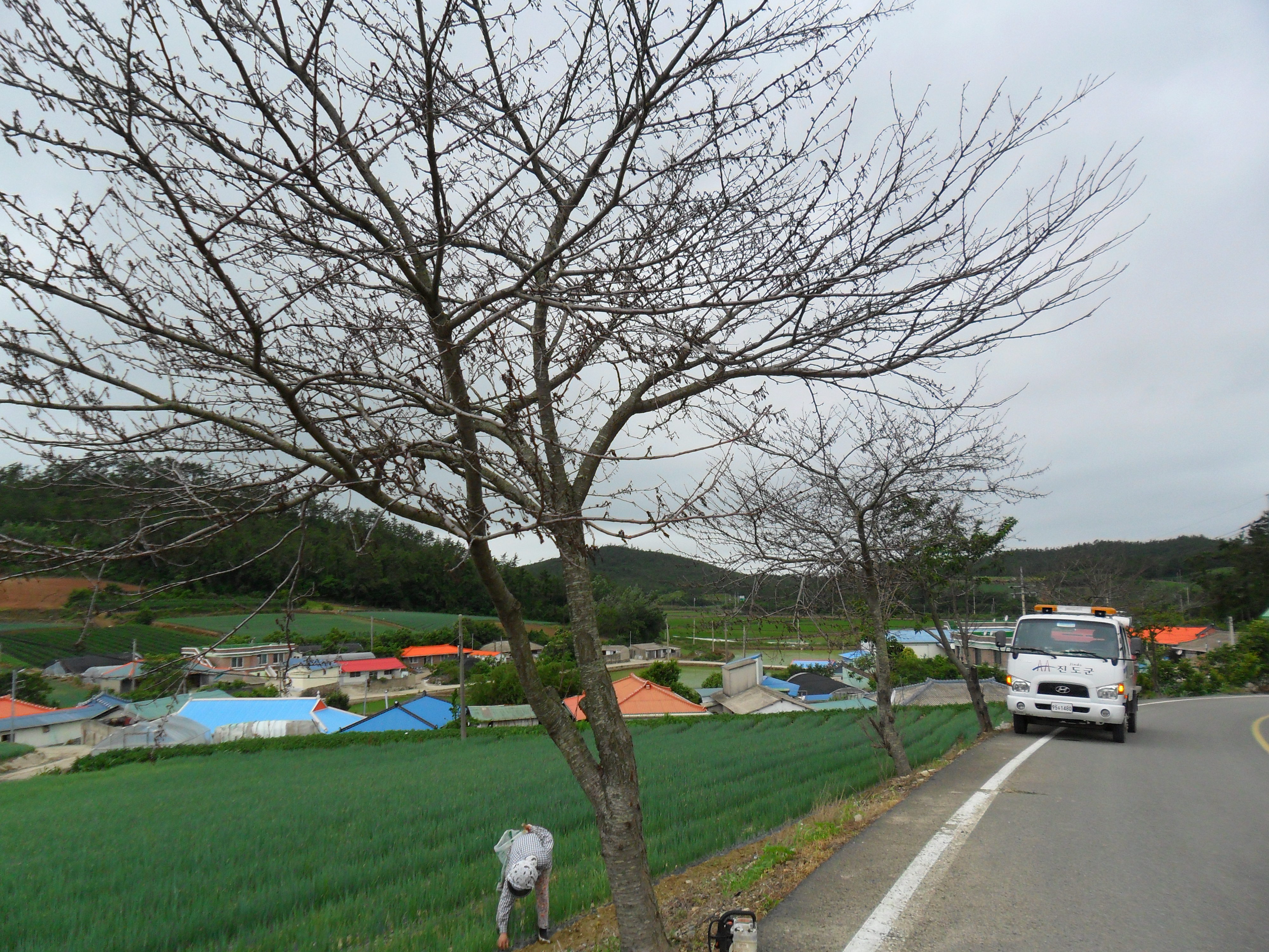 가로수사진 첨부#2