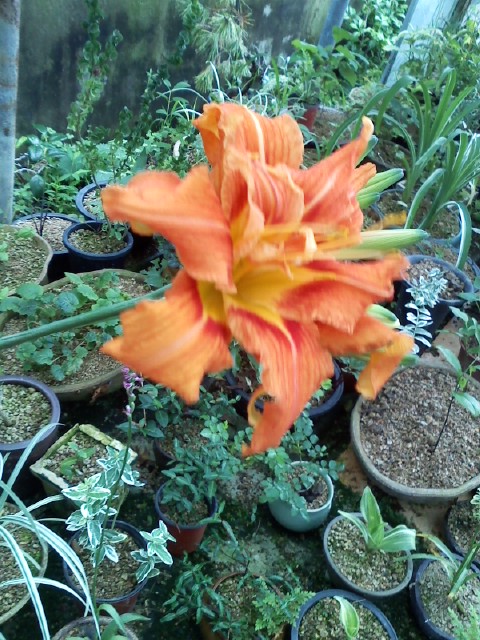 진도 야생화 이미지