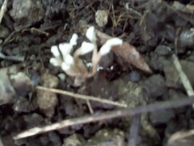 말벌 눈꽃 동충하초 이미지