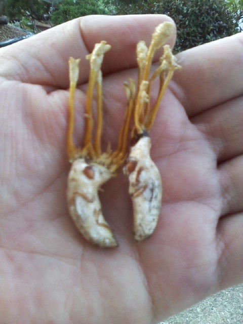 말벌 눈꽃동충하초 이미지