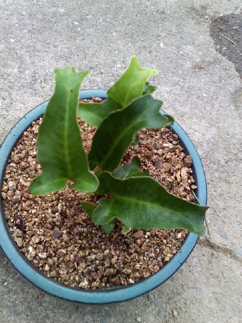 세뿔석위 이미지