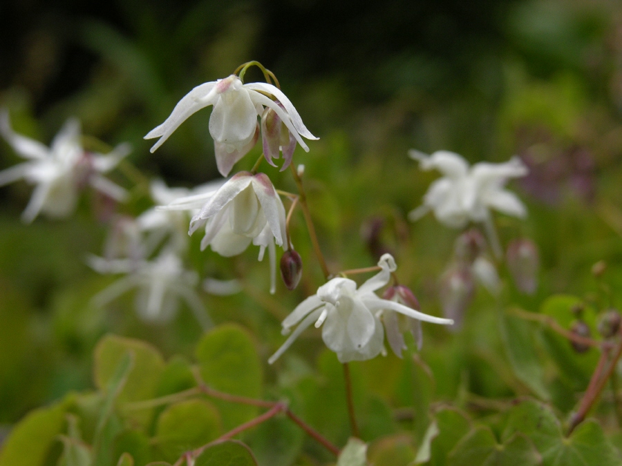 삼지구옆초 이미지