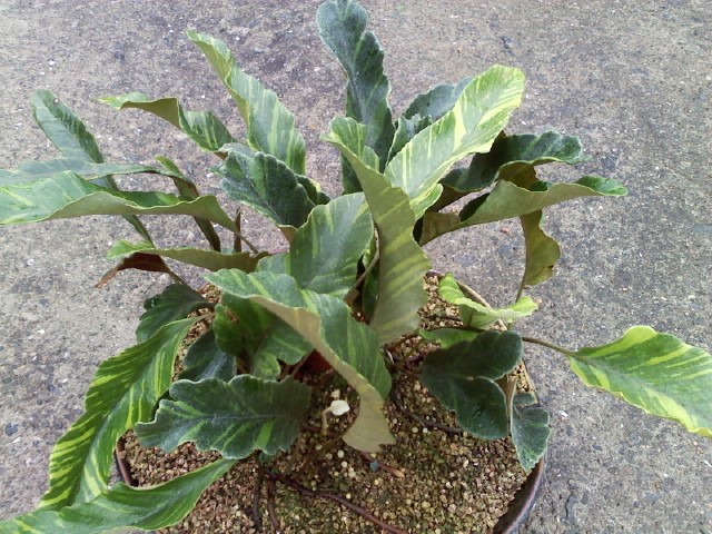 창석위 무늬종. 이미지