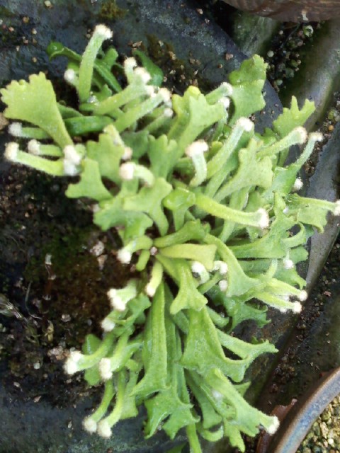 우단 일엽초 사자머리(변위종) 이미지