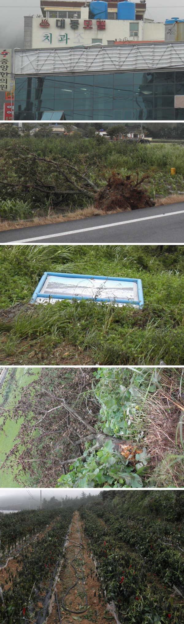 태풍 무이파가 남긴 상처들 첨부#3