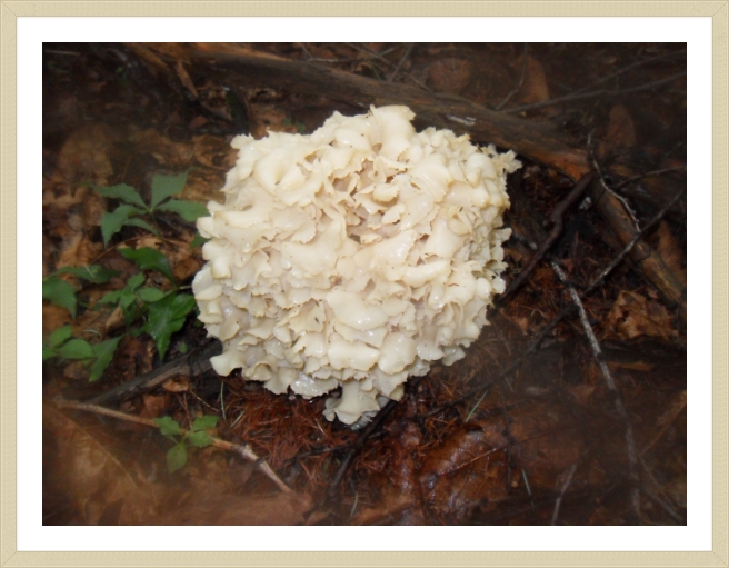 꽃송이 버섯 이미지