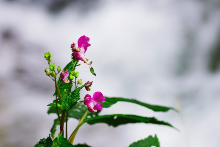 물봉선화 이미지